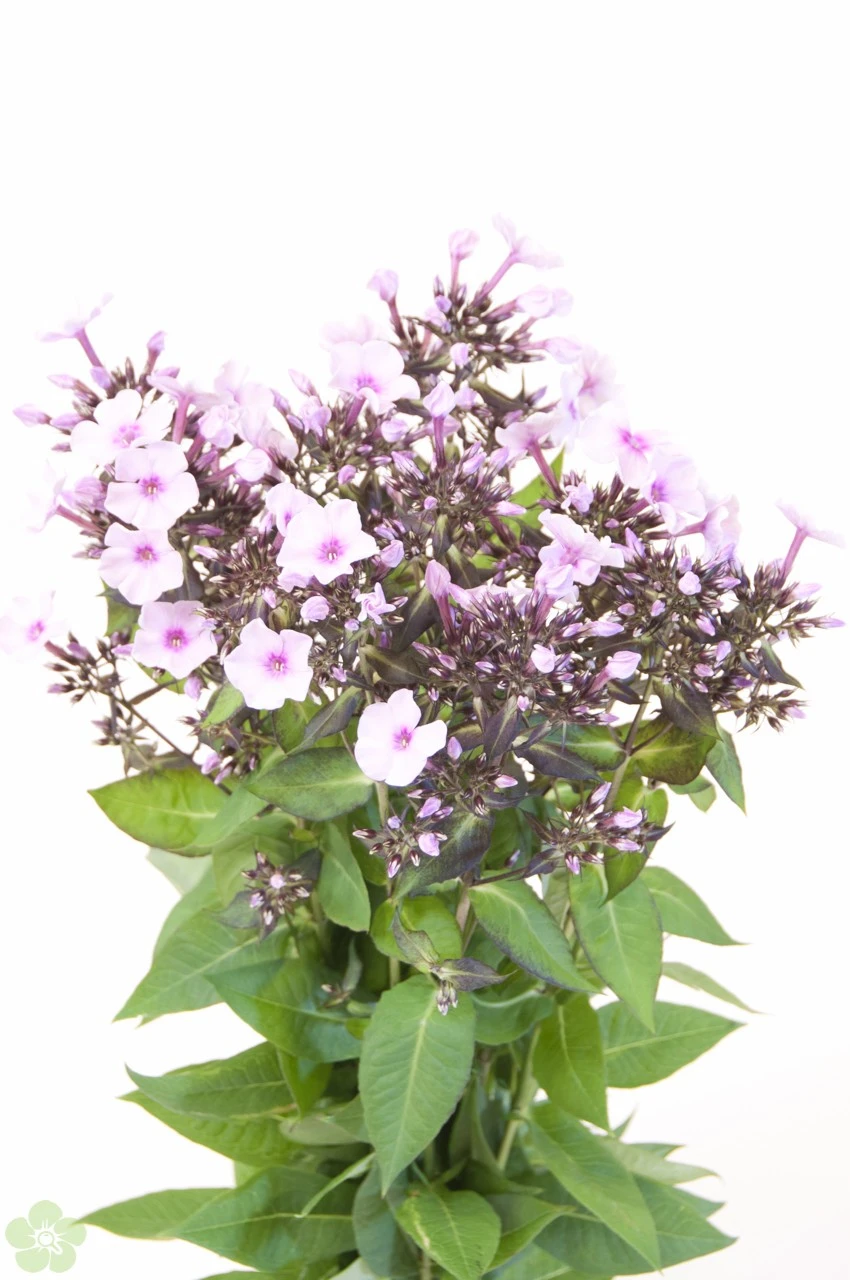 phlox lila.jpg